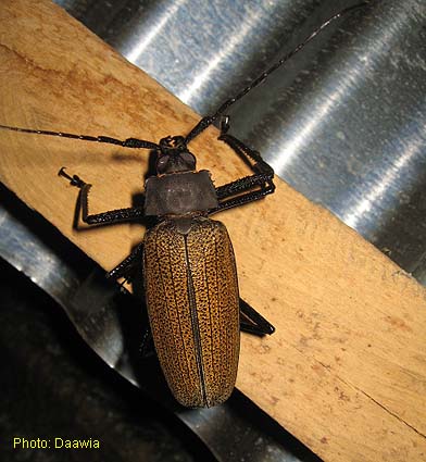 Papua Insects Foundation (Coleoptera/Cerambycidae/Prioninae)